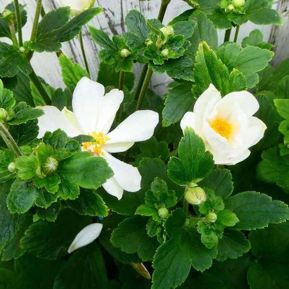 秋明菊苗 Amazon.co.jp: 秋明菊 苗 八重咲き 白花 3.5号 山野草 宿根草